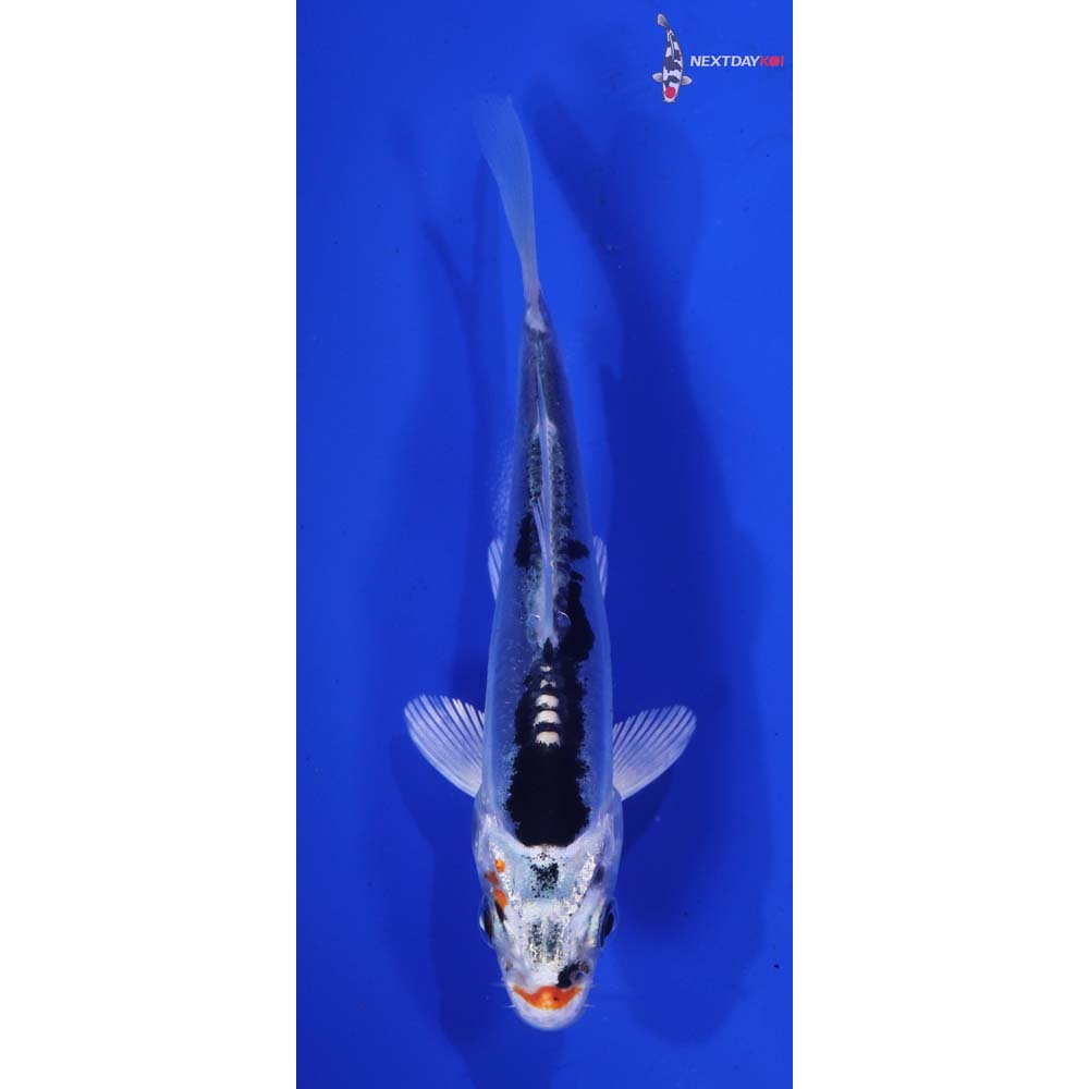 4” Imported Doitsu Kujaku