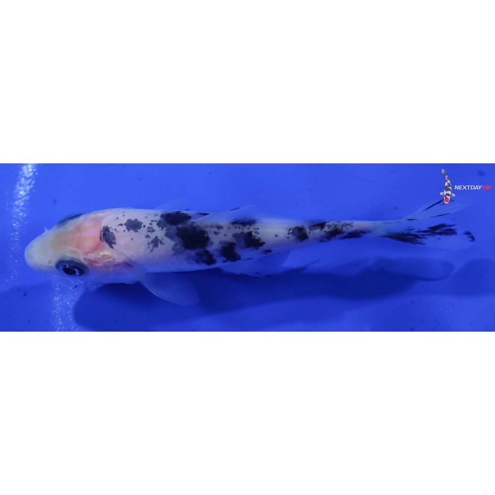 3” Imported Shiro Bekko