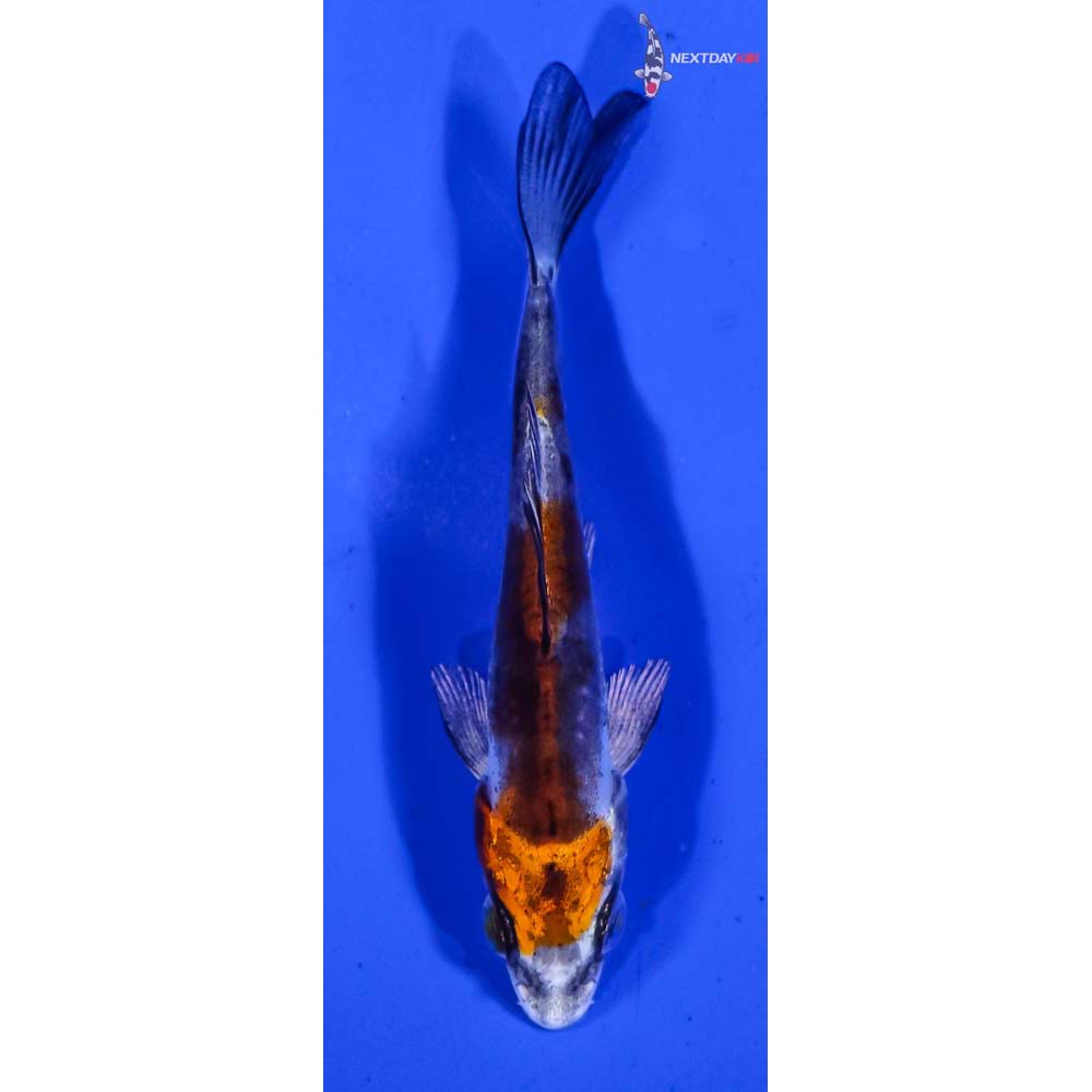 3.5” Imported Kin Kikokuryu