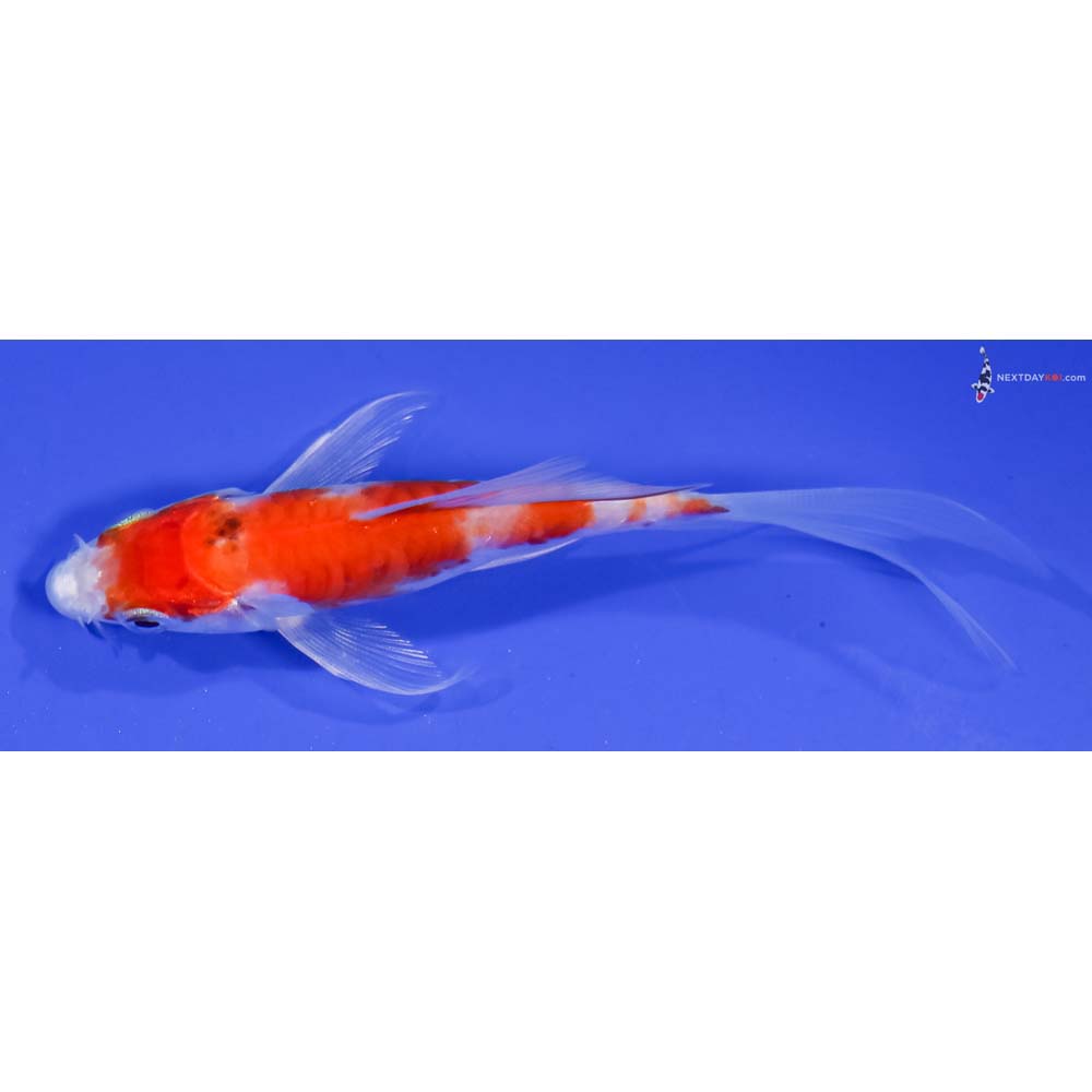 4” Imported Armor Scaled Glass Fin Kohaku Butterfly Koi