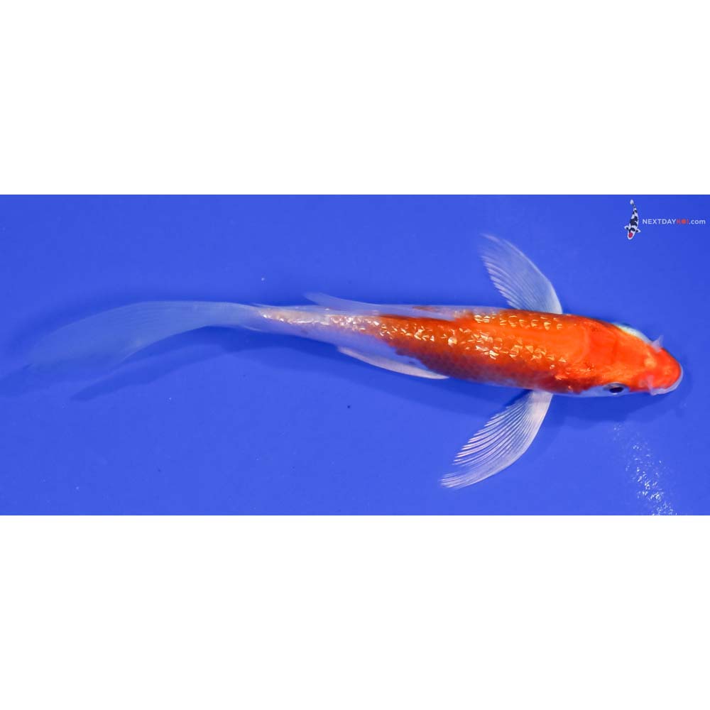4.5” Imported Gin Rin Hariwake Butterfly Koi