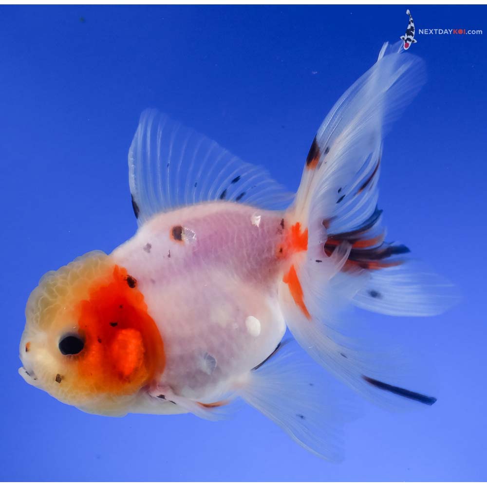 5” Imported Calico Oranda