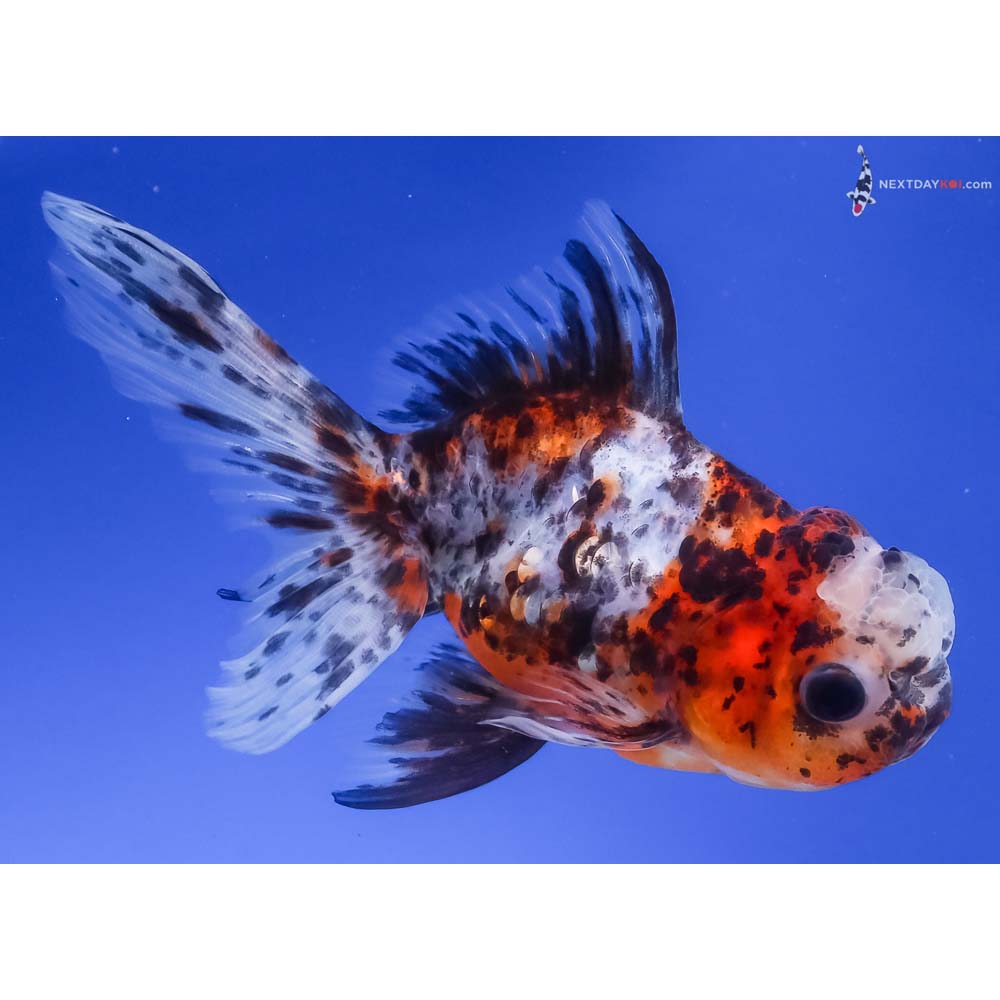 4.5” Imported Calico Oranda