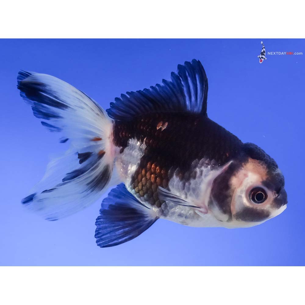 4.5” Imported Panda Oranda