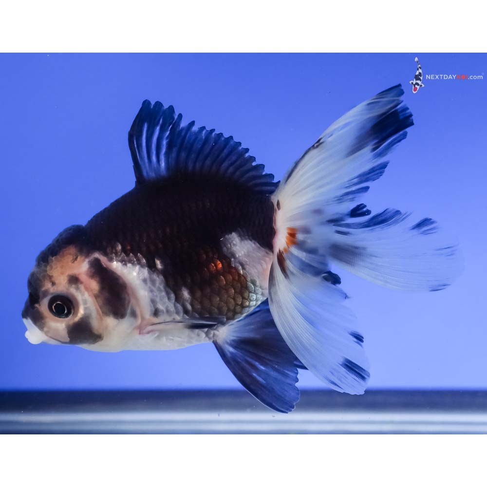 4.5” Imported Panda Oranda