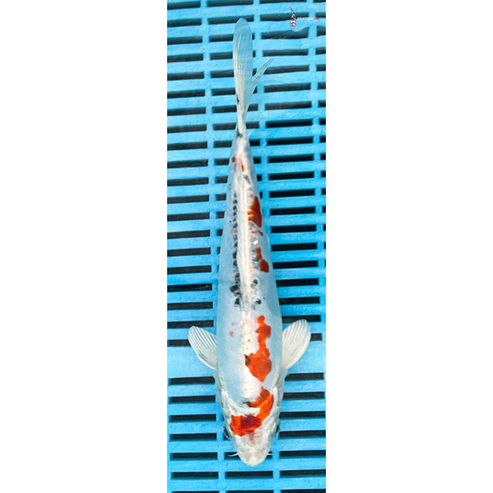 10-12” Imported Heisei Nishiki