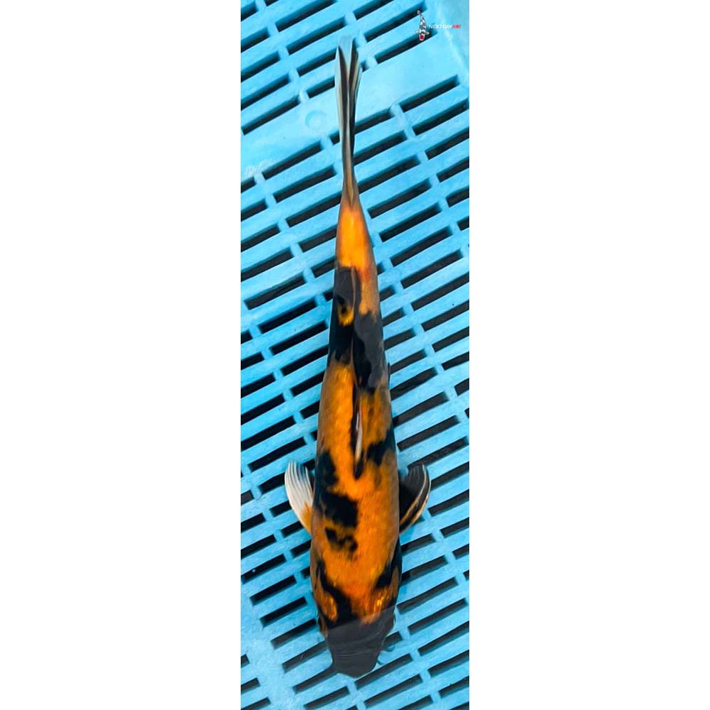 10-12” Imported Kin Ki Utsuri