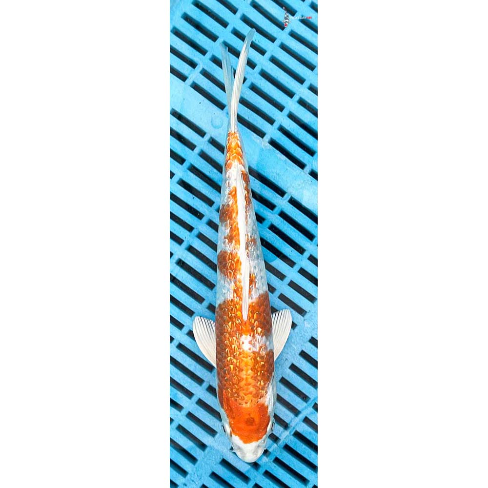 10-12” Imported Gin Rin Hariwake