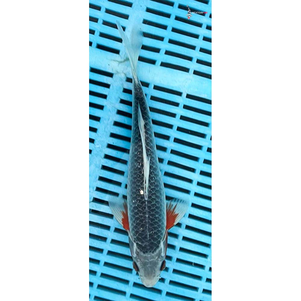 10-12” Imported Asagi
