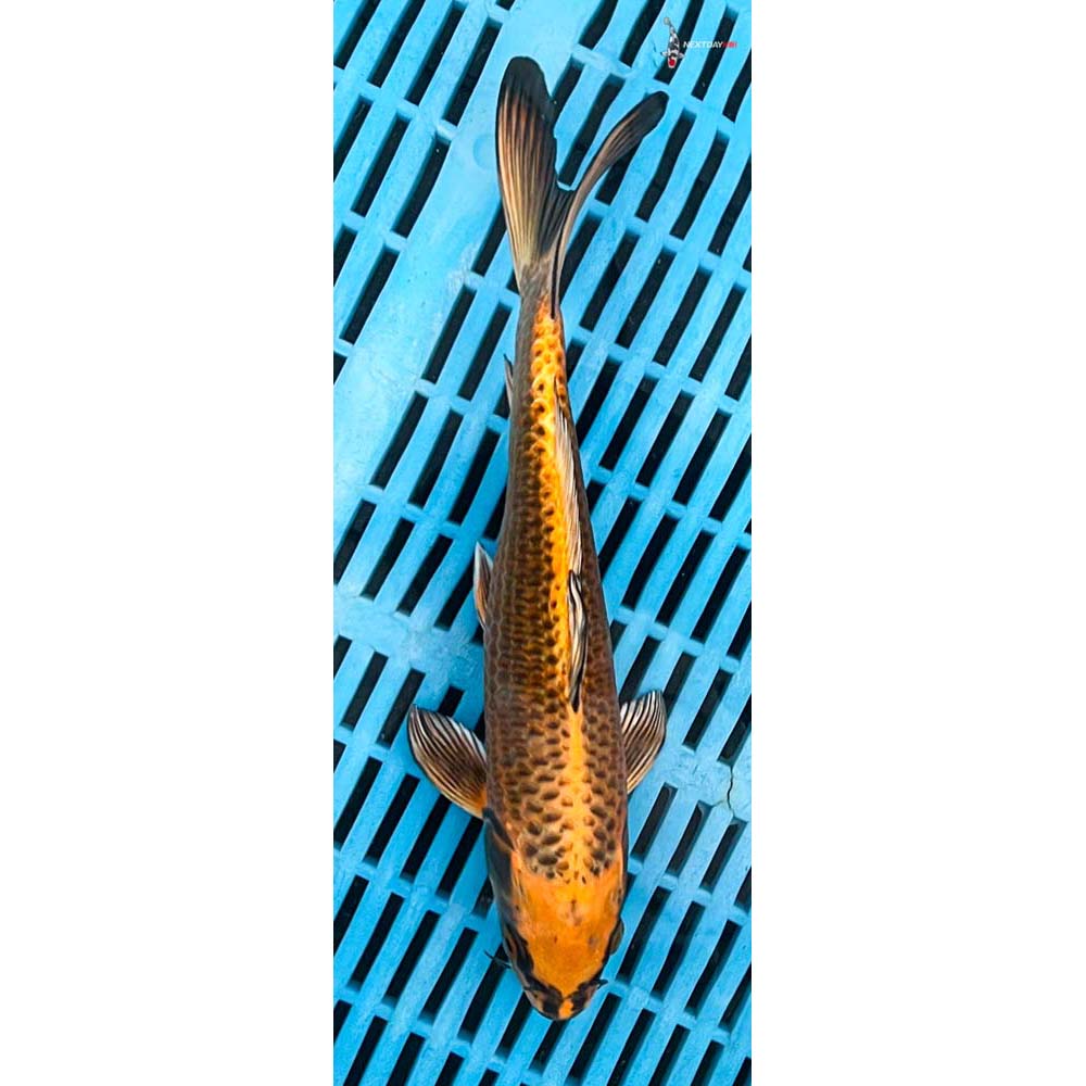 10-12” Imported Orenji Matsuba