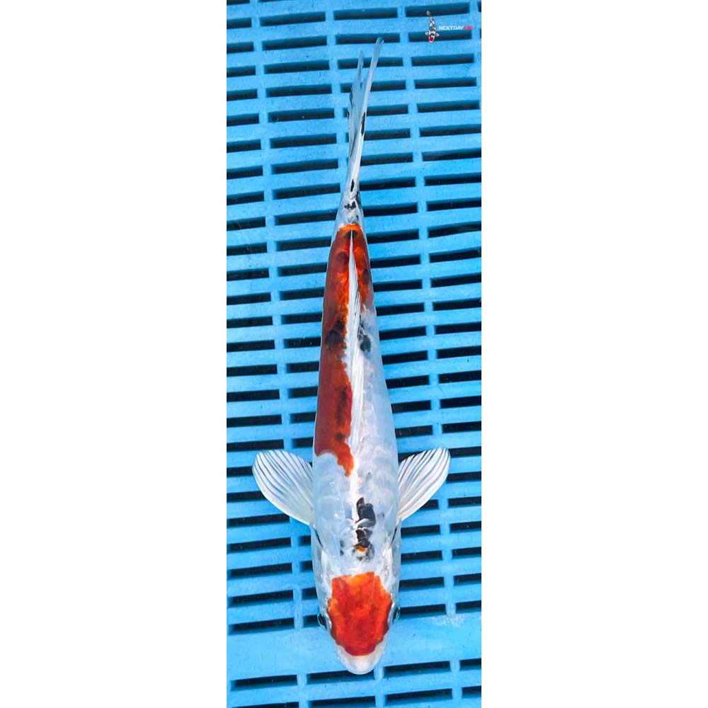 10-12” Imported Heisei Nishiki