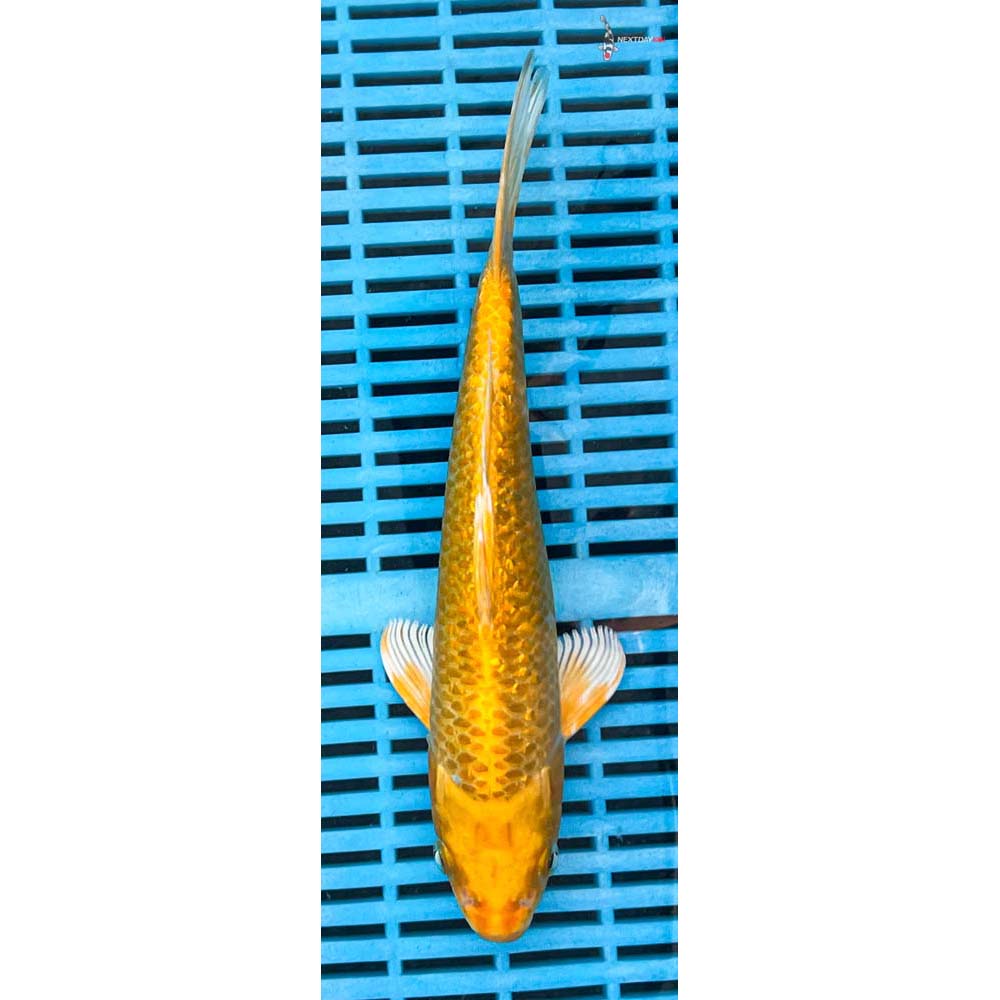 10-12” Imported Gin Rin Yamabuki Ogon