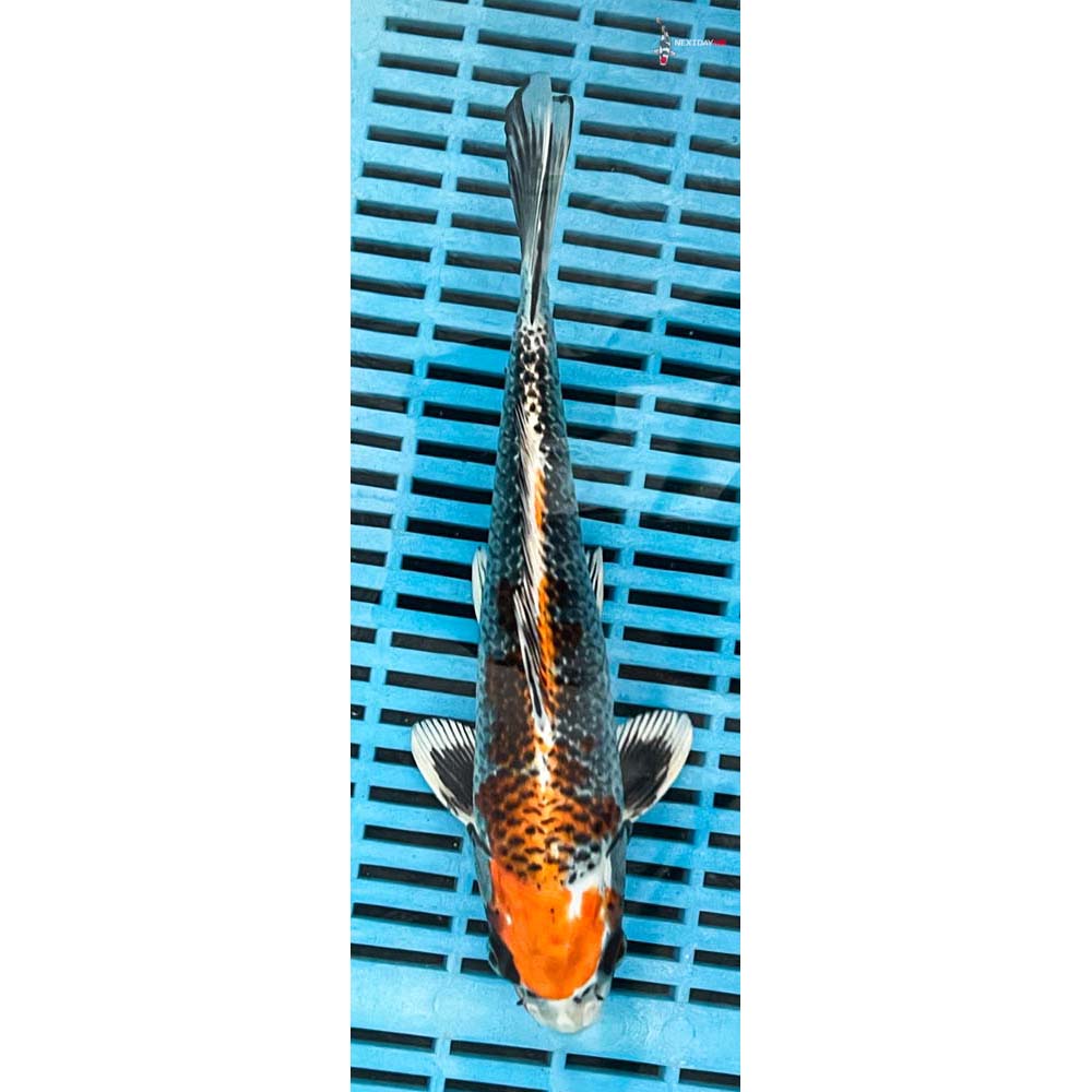 10-12” Imported Kujaku