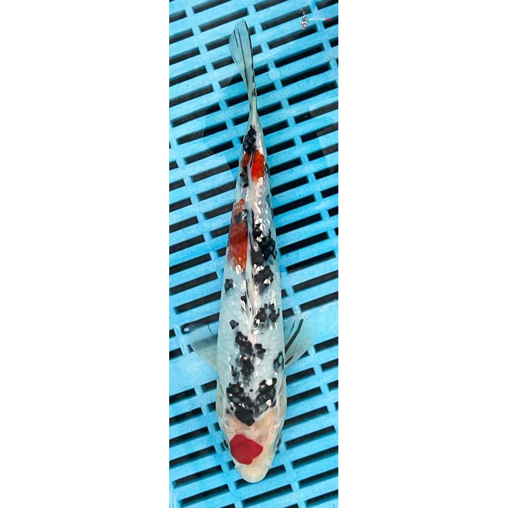 10-12” Imported Gin Rin Sanke