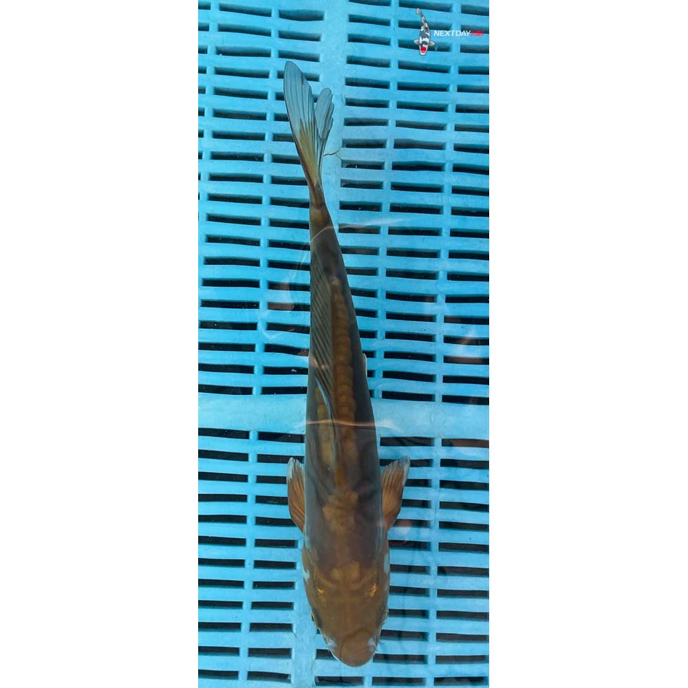 12-14” Imported Doitsu Chagoi Butterfly Koi
