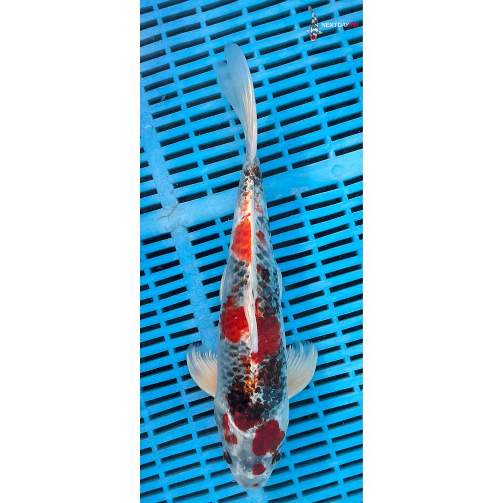 12-14” Imported Yamato Nishiki Butterfly Koi
