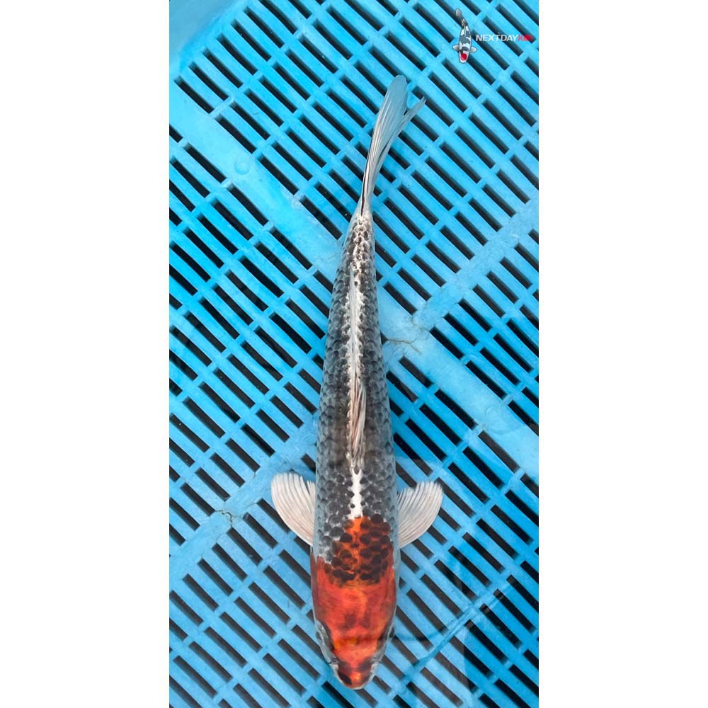 12-14” Imported Kujaku Butterfly Koi
