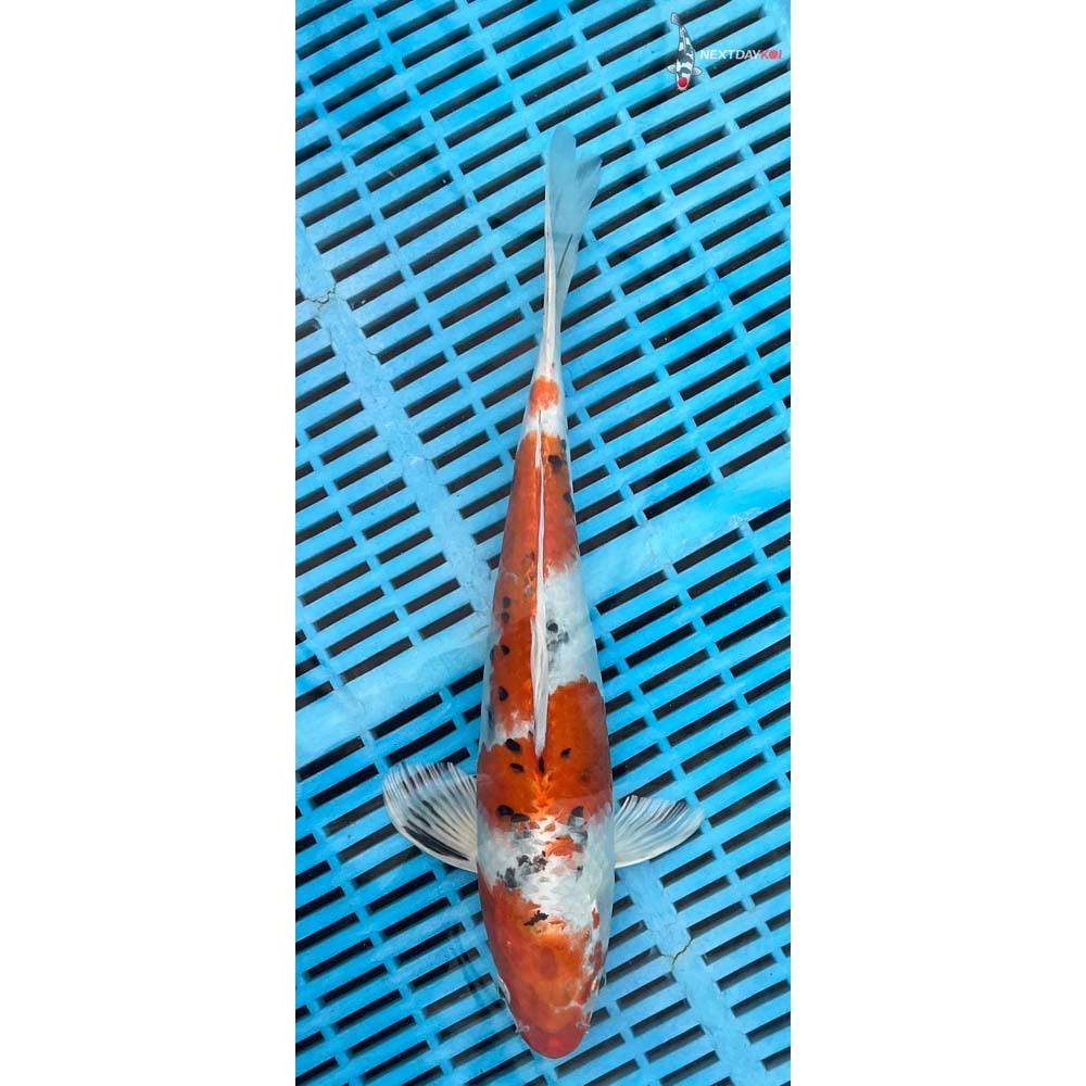 12-14” Imported Yamato Nishiki Butterfly Koi