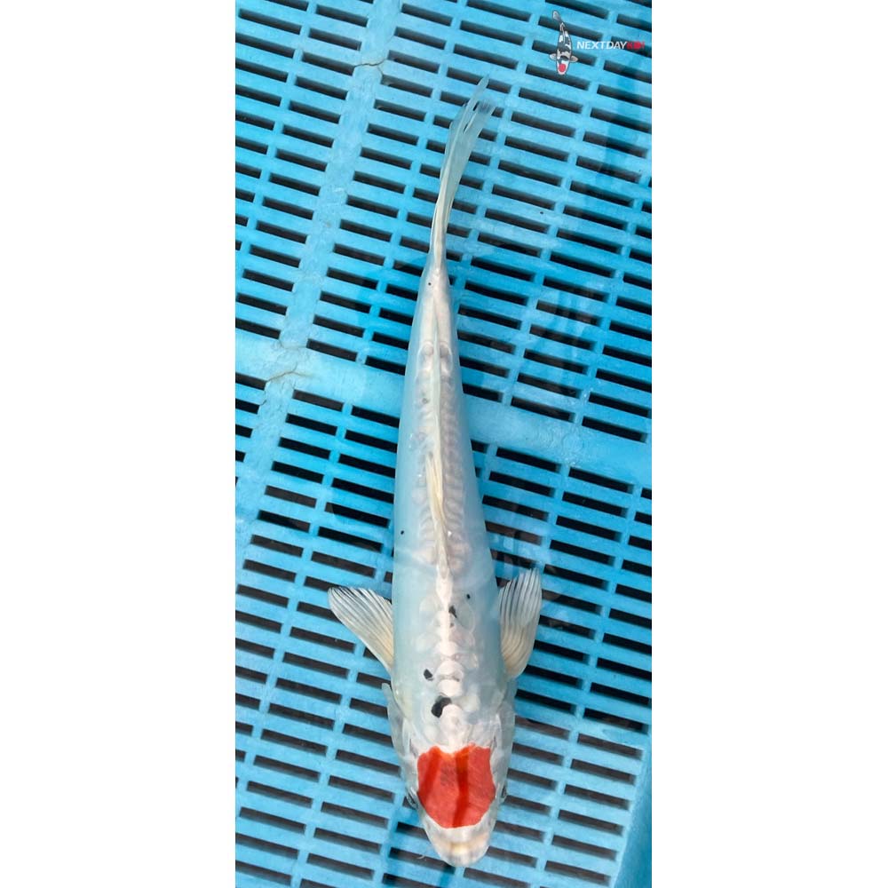 12-14” Imported Heisei Nishiki Butterfly Koi