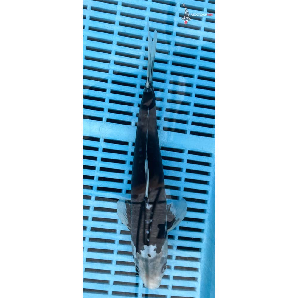 12-14” Imported Kumonryu Butterfly Koi