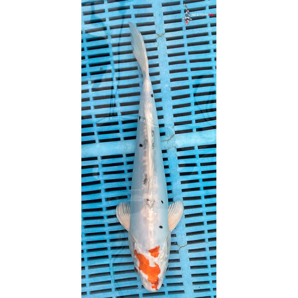 12-14” Imported Heisei Nishiki Butterfly Koi
