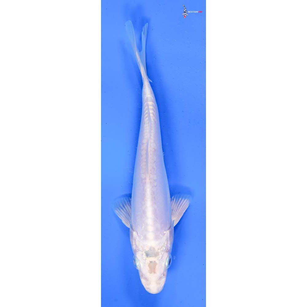 6” Imported Doitsu Platinum Ogon