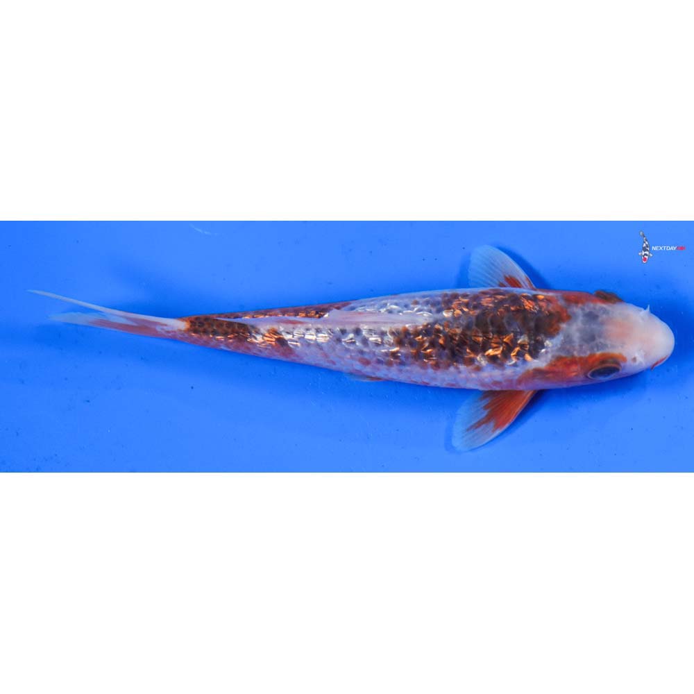 6.5” Imported Gin Rin Asagi