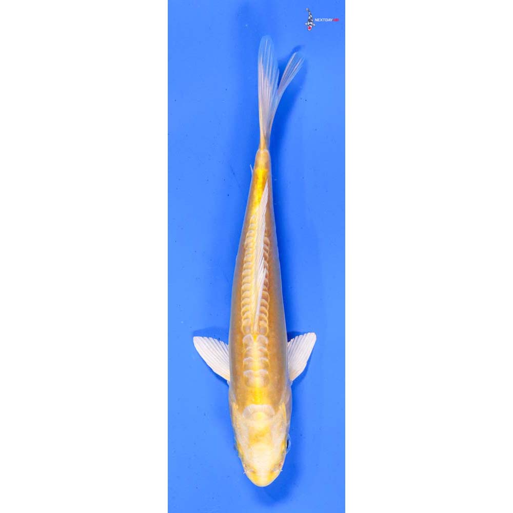 7” Imported Doitsu Yamabuki Ogon