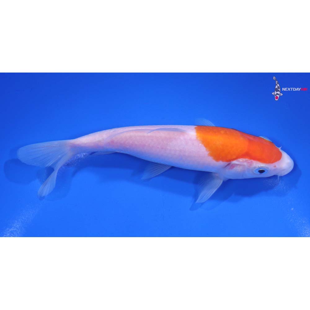 5.5” Imported Kohaku