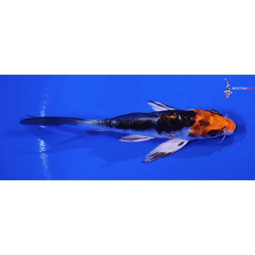 3.5” Imported Kin Kikokuryu Butterfly Koi