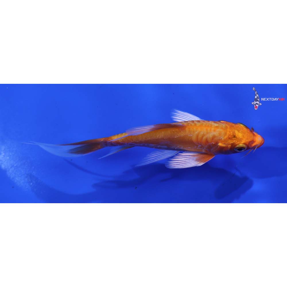 4” Imported Doitsu Orenji Ogon Butterfly Koi