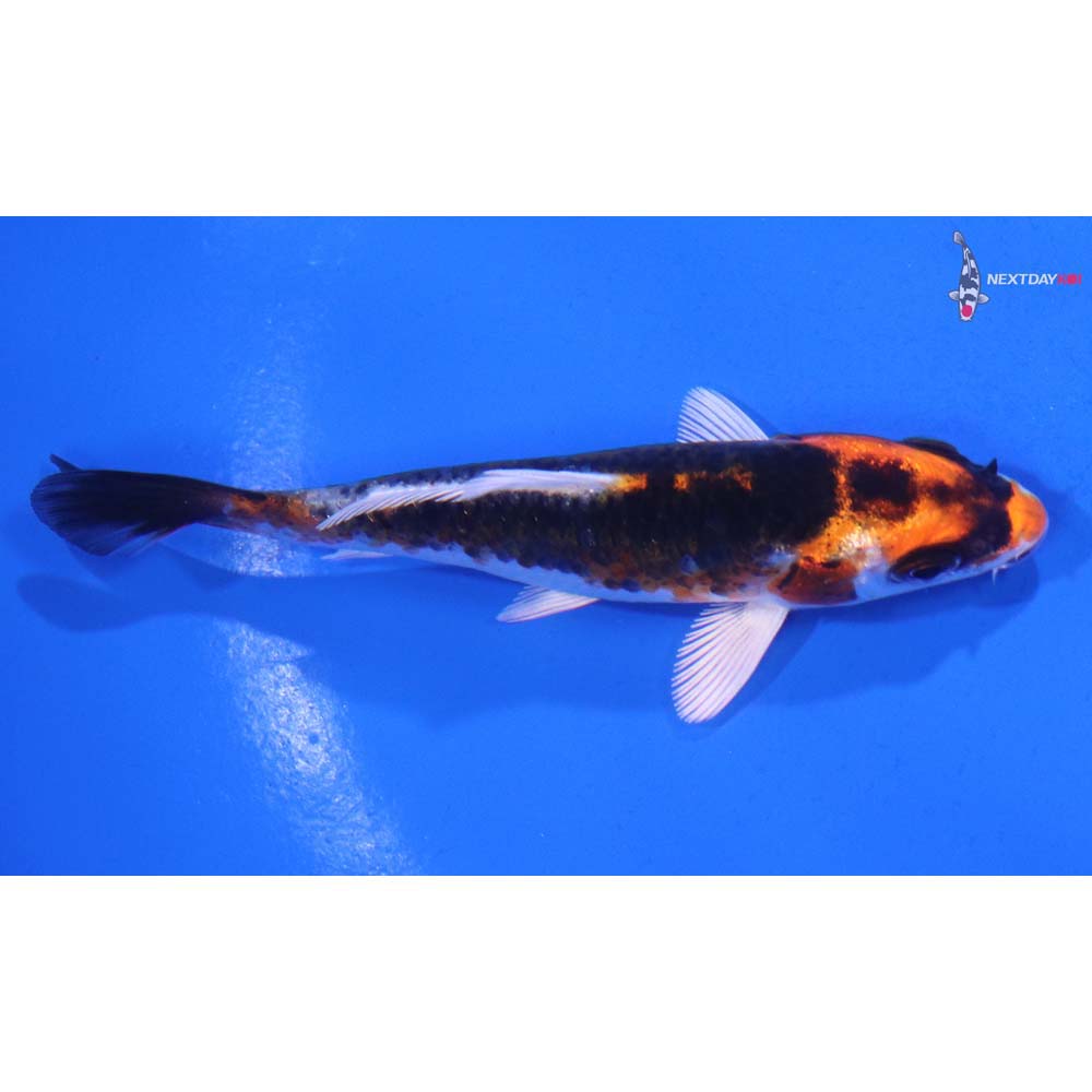 3.5” Imported Kujaku