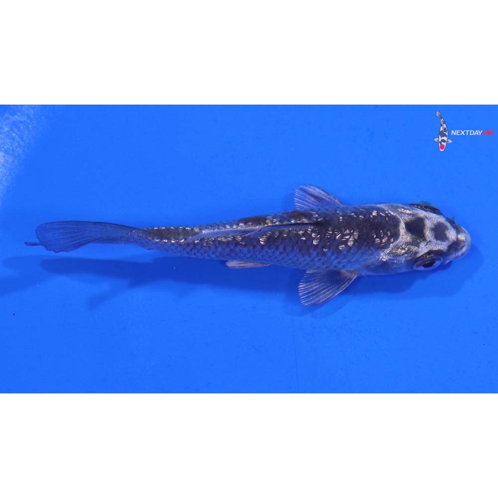 3.5” Imported Gin Rin Kujaku