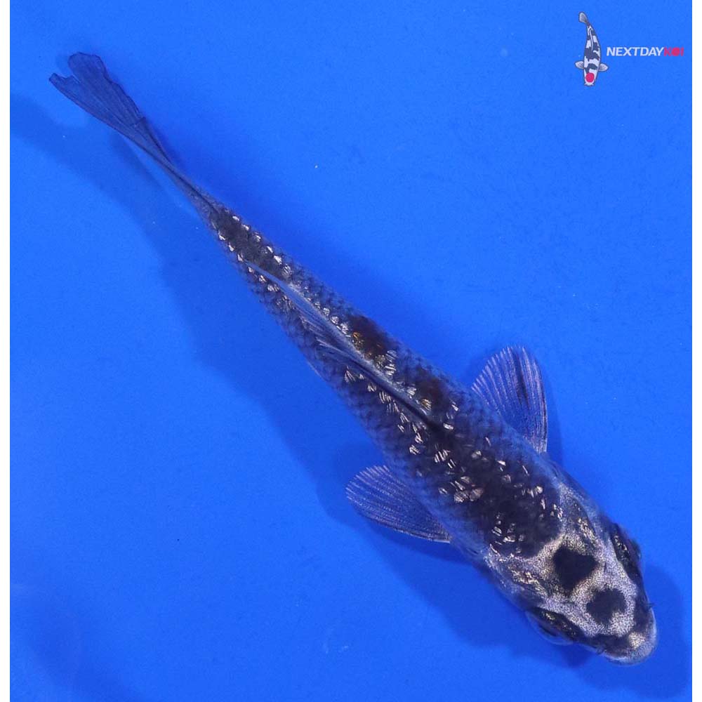 3.5” Imported Gin Rin Kujaku