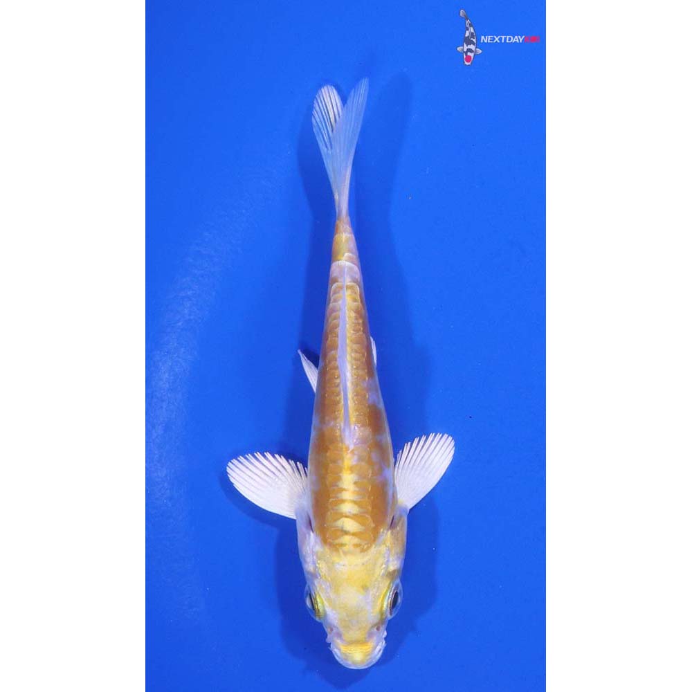 3.5” Imported Doitsu Lemon Hariwake