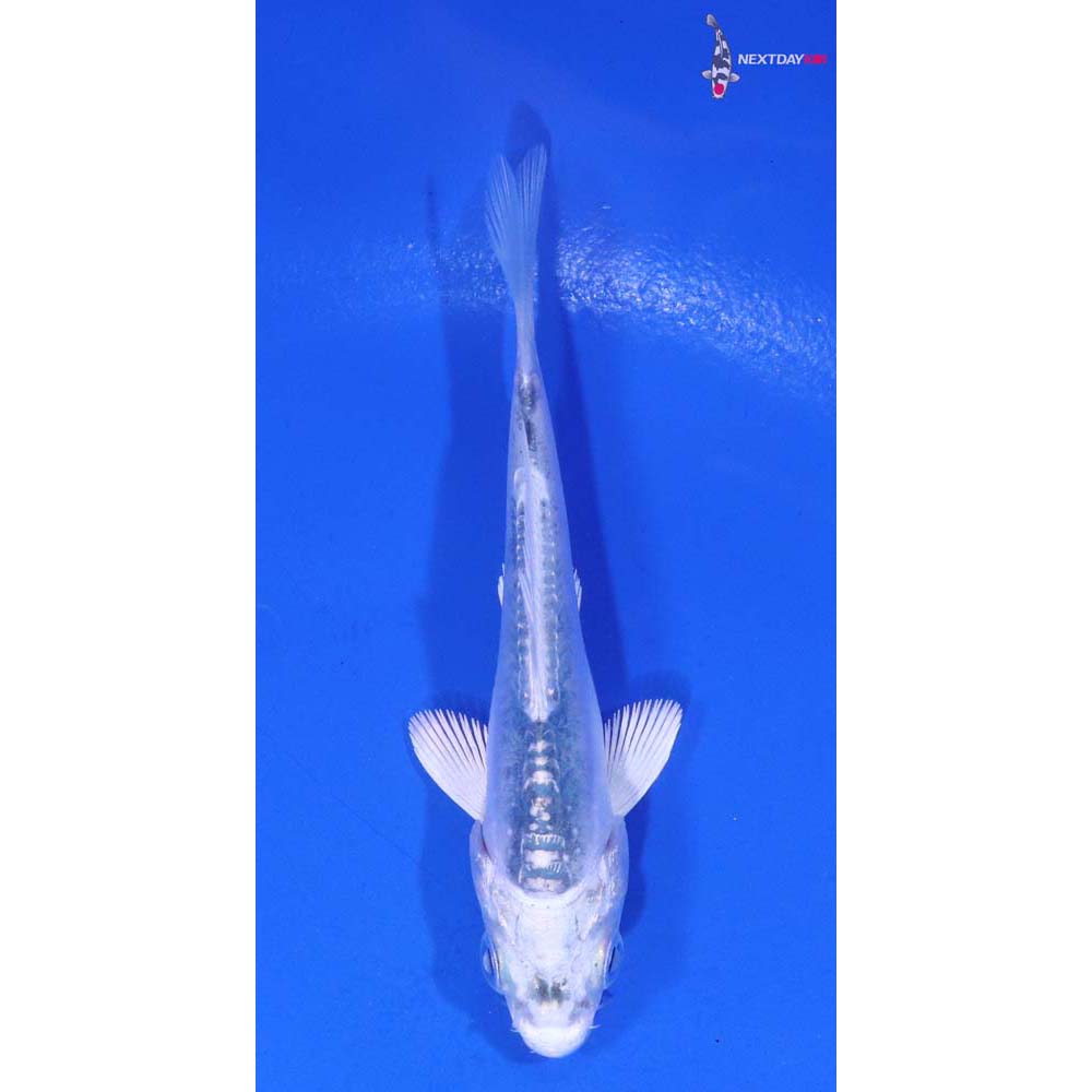 3.5” Imported Doitsu Blue Gin Matsuba