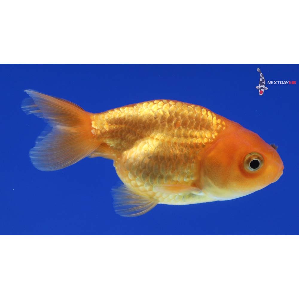 2.5” Imported Red Ranchu