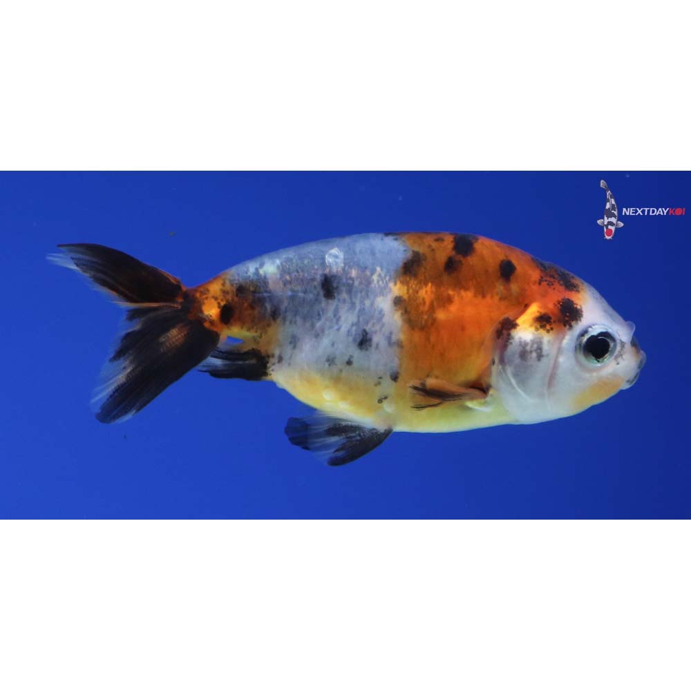 2.5” Imported Calico Ranchu