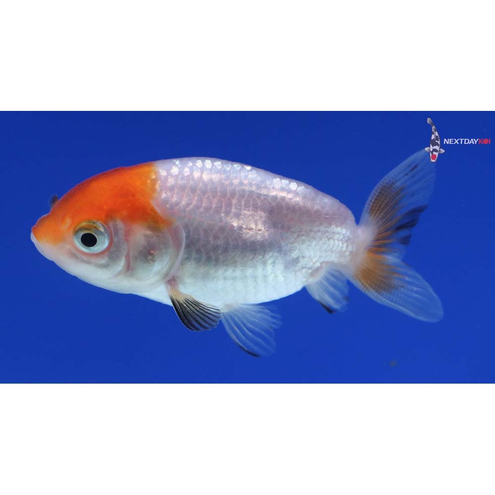 2.5” Imported Red and White Ranchu