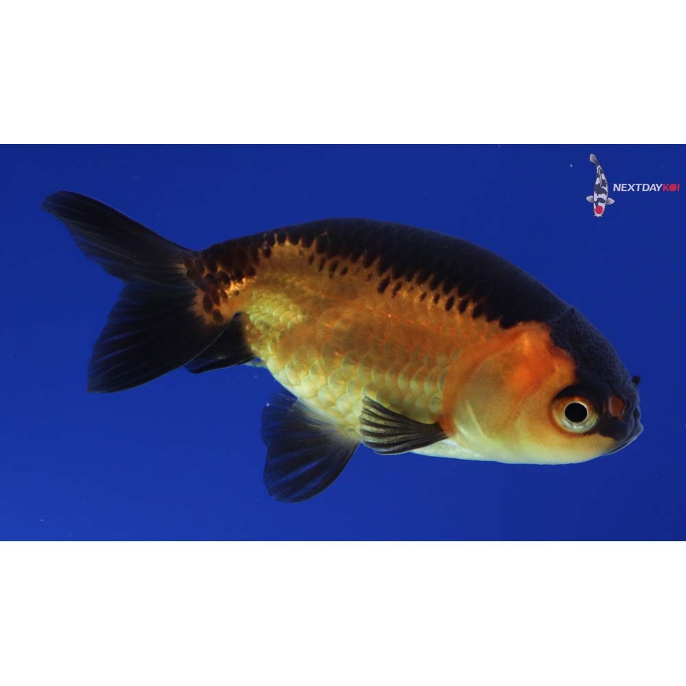 2.5” Imported Red and Black Ranchu
