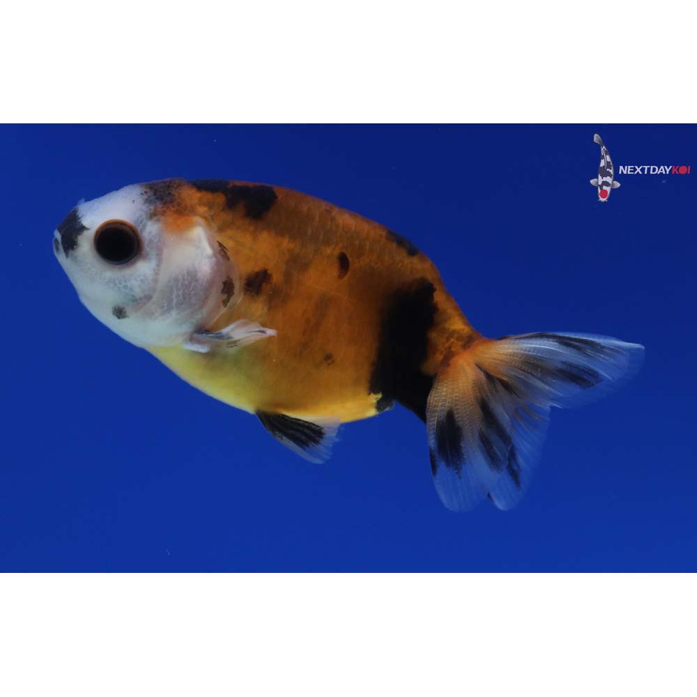 2” Imported Calico Ranchu
