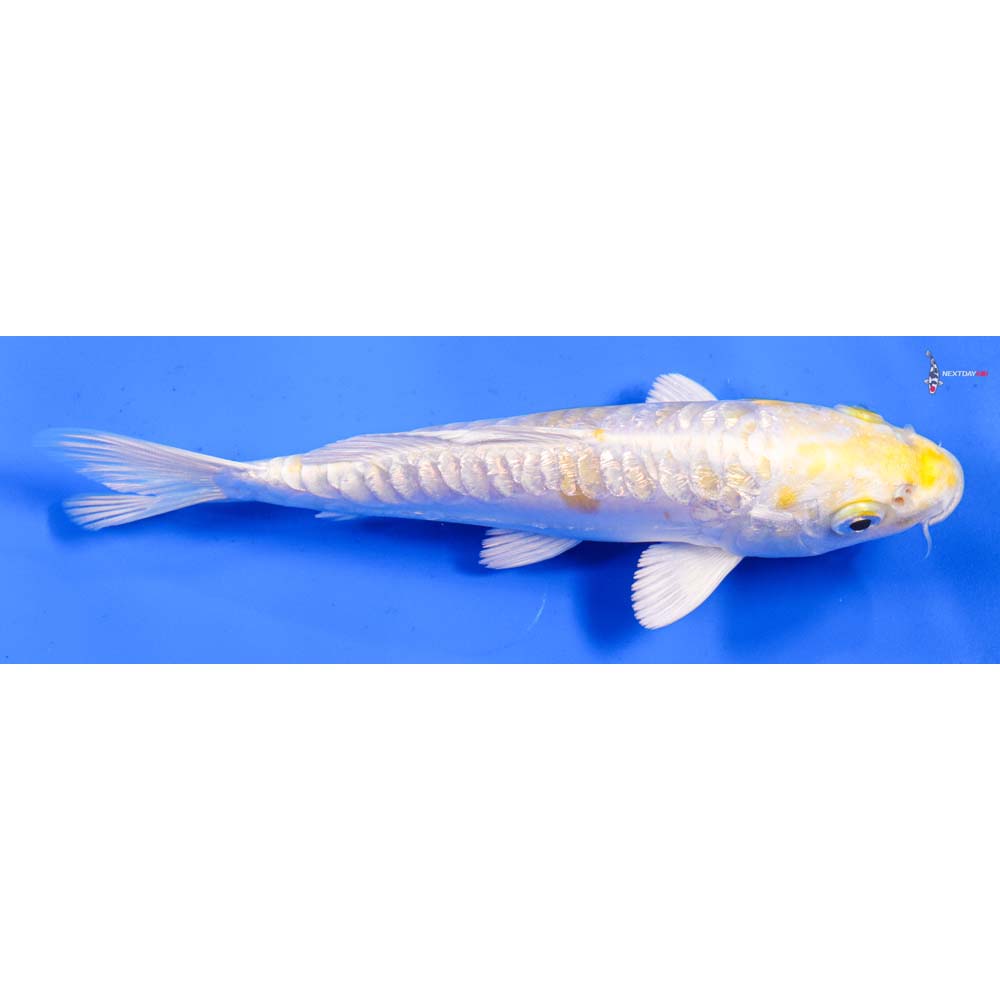 6” Imported Doitsu Gin Rin Lemon Hariwake