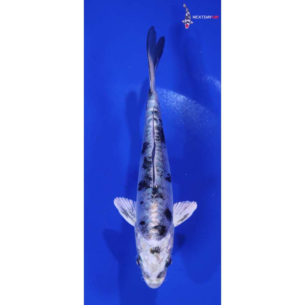 4.5” Imported Doitsu Gin Shiro Bekko