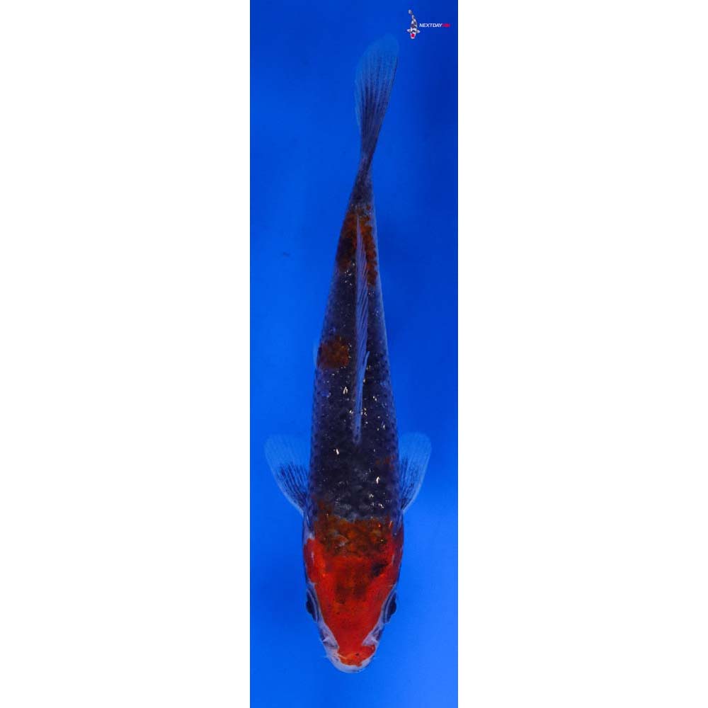 5” Imported Goshiki