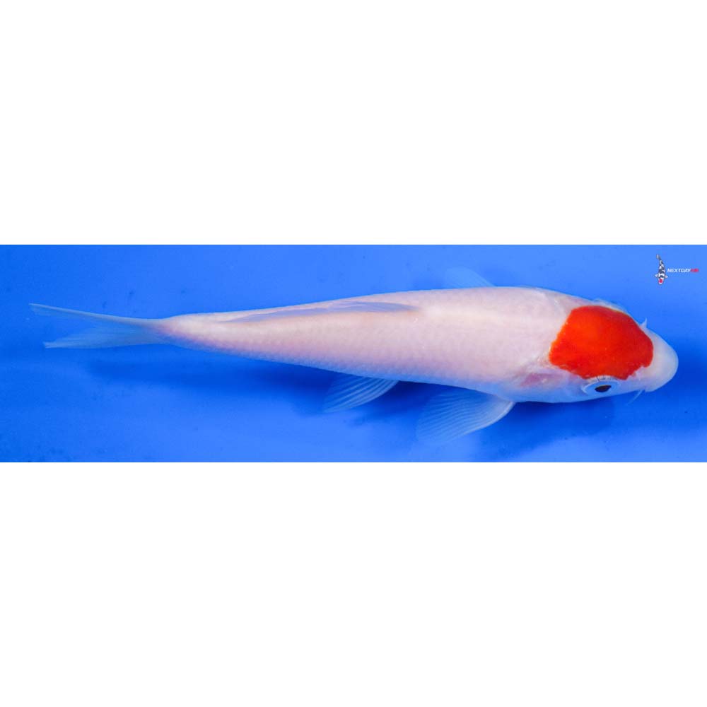5” Imported Kohaku