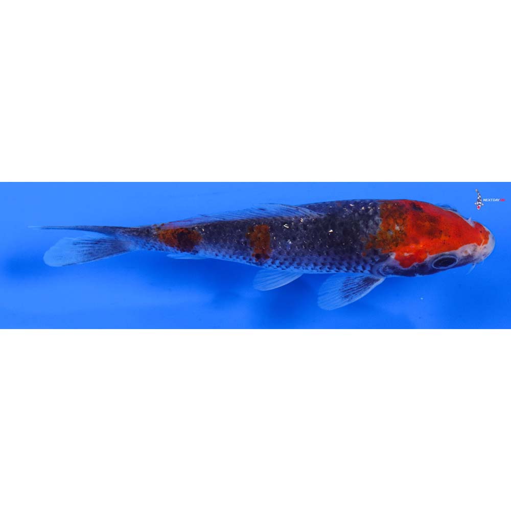 5” Imported Goshiki
