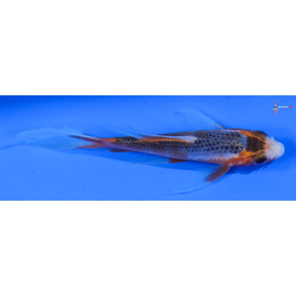 4.5” Imported Asagi Butterfly Koi