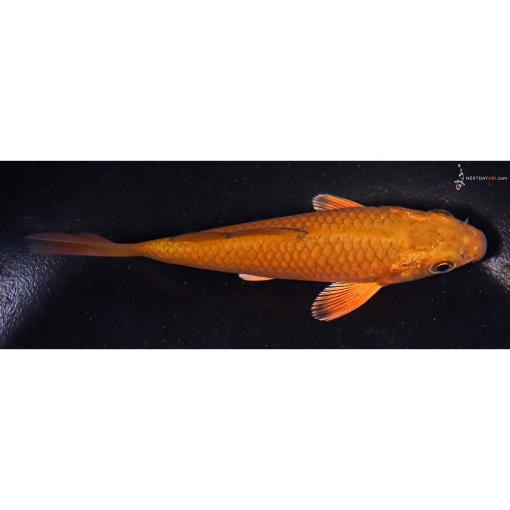 4” Imported Chagoi