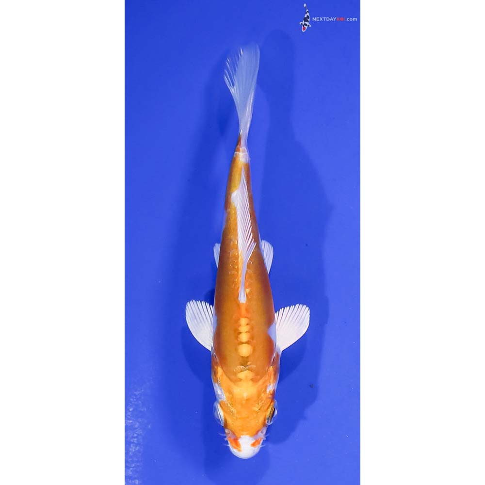 4.5” Imported Kikusui