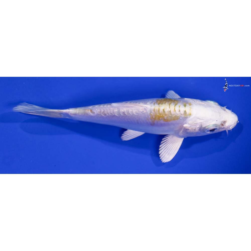 4.5” Imported Doitsu Lemon Hariwake
